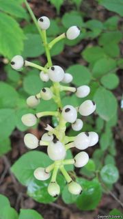 8409_ACTAPAC_801 thumbnail