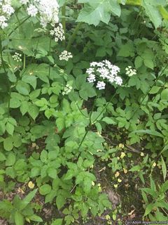 2529_AEGOPOD_500 thumbnail