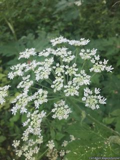 2529_AEGOPOD_501 thumbnail