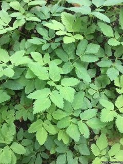 2529_AEGOPOD_502 thumbnail