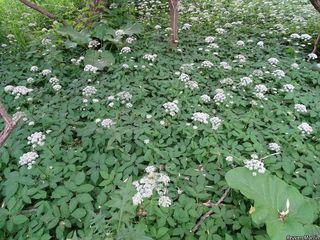 2529_AEGOPOD_508 thumbnail