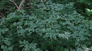 2529_AEGOPOD_801 thumbnail