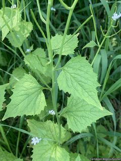 3873_ALLIPET_500 thumbnail