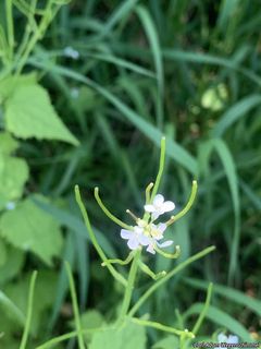 3873_ALLIPET_501 thumbnail