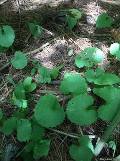 3873_ALLIPET_507 thumbnail