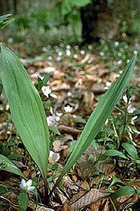 2493_ALLITRI thumbnail