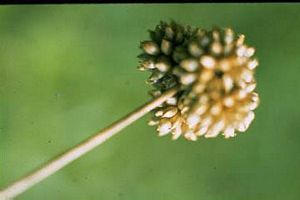 2493_ALLITRI_5 thumbnail