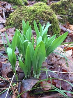 2493_ALLITRI_500 thumbnail