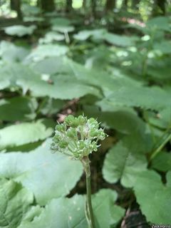 2493_ALLITRI_502 thumbnail