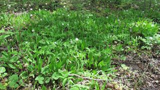 2493_ALLITRI_800 thumbnail