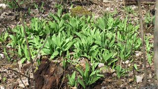 2493_ALLITRI_810 thumbnail