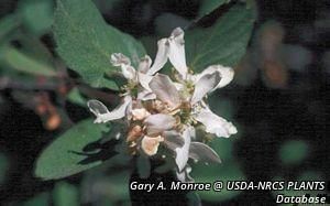 8617_AMELALN_2 thumbnail