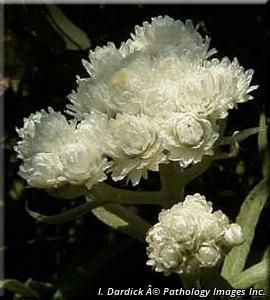 2797_ANAPMAR_4 thumbnail