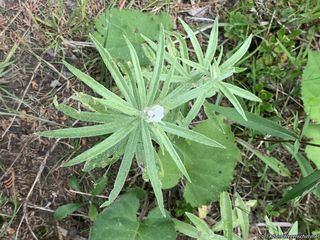 2797_ANAPMAR_500 thumbnail