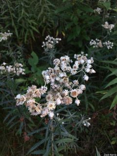 2797_ANAPMAR_502 thumbnail