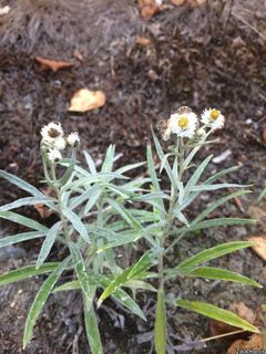 2797_ANAPMAR_504 thumbnail