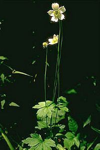 8440_ANEMVIR thumbnail