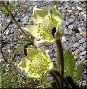 8440_ANEMVIR_3 thumbnail