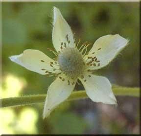 8440_ANEMVIR_4 thumbnail