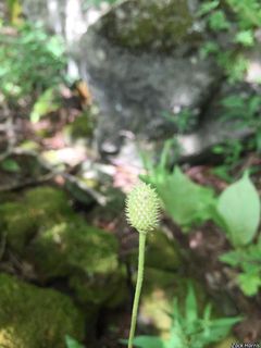 8440_ANEMVIR_501 thumbnail