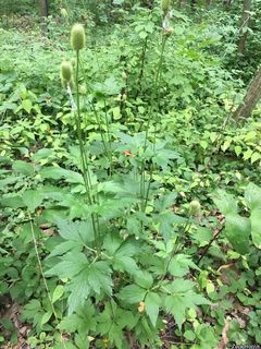 8440_ANEMVIR_502 thumbnail