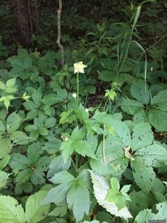 8440_ANEMVIR_506 thumbnail