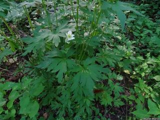 8440_ANEMVIR_507 thumbnail