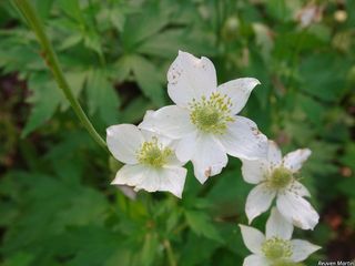 8440_ANEMVIR_508 thumbnail