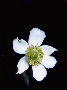 8440_ANEMVIR_6 thumbnail