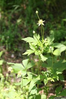 8440_ANEMVIR_802 thumbnail