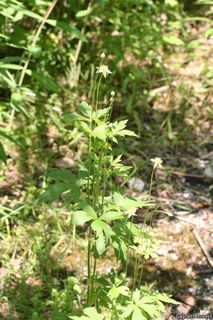 8440_ANEMVIR_806 thumbnail