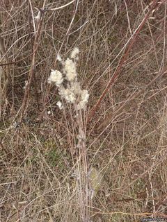 8440_ANEMVIR_808 thumbnail