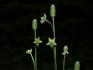 8440_ANEMVIR_9 thumbnail