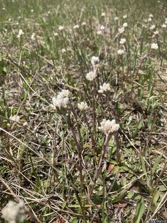 2811_ANTEHOW_500 thumbnail