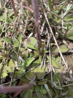 2811_ANTEHOW_501 thumbnail