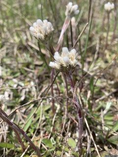 2811_ANTEHOW_502 thumbnail