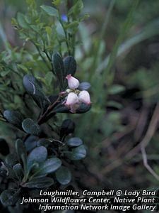 5492_ARCTUVA thumbnail