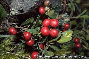 5492_ARCTUVA_11 thumbnail