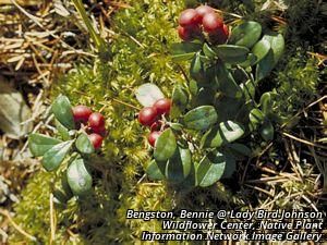 5492_ARCTUVA_2 thumbnail