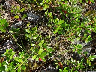 5492_ARCTUVA_503 thumbnail