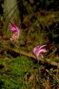 6835_ARETBUL thumbnail