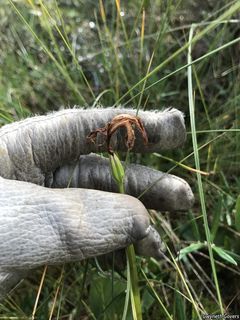 6835_ARETBUL_800 thumbnail