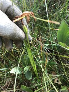 6835_ARETBUL_805 thumbnail