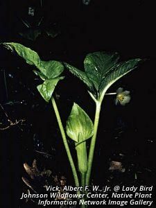 2674_ARISTRI_10 thumbnail