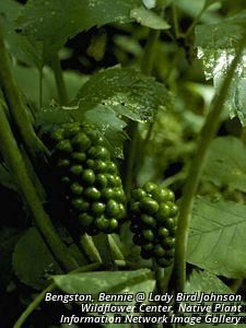 2674_ARISTRI_11 thumbnail