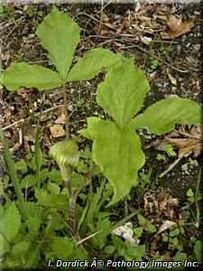 2674_ARISTRI_15 thumbnail