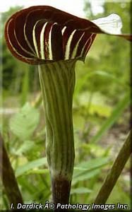 2674_ARISTRI_16 thumbnail