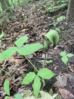 2674_ARISTRI_502 thumbnail