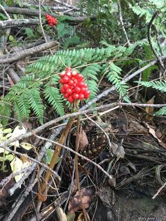 2674_ARISTRI_506 thumbnail