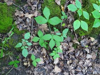 2674_ARISTRI_511 thumbnail